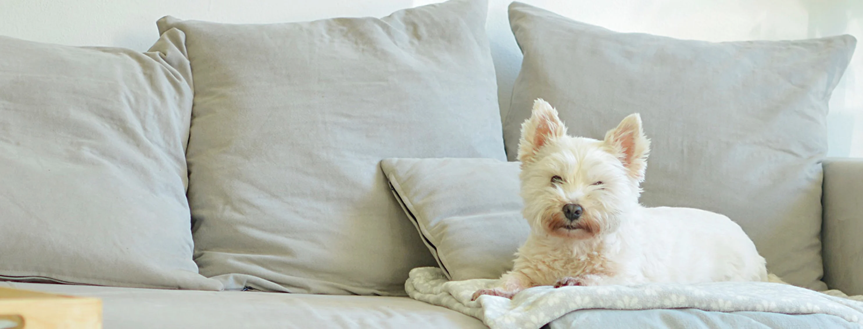 A small scruffy dog laying on a couch